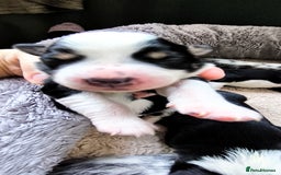 Border Collie dogs for sale: Border Collie Puppies - Image 1