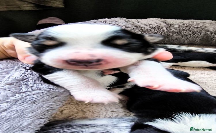 Border Collie dogs - Advert 1