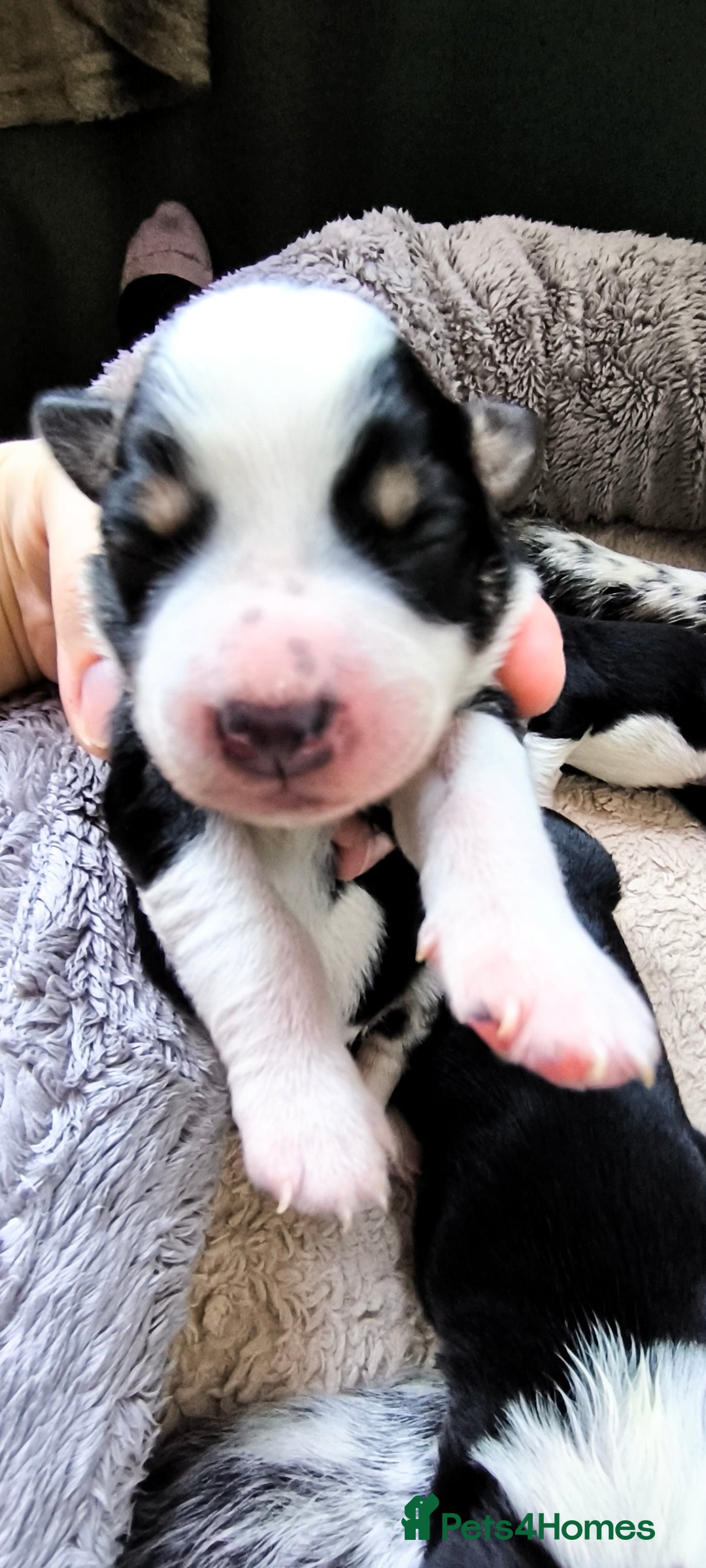 Border Collie dogs for sale: Border Collie Puppies - Image 1