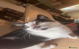 Mixed Breed cats for sale: Grandma Sierra  - Image 1
