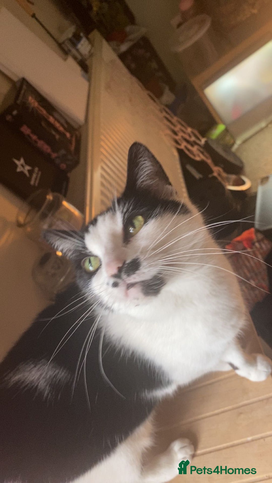 Mixed Breed cats for sale: Grandma Sierra  - Image 1