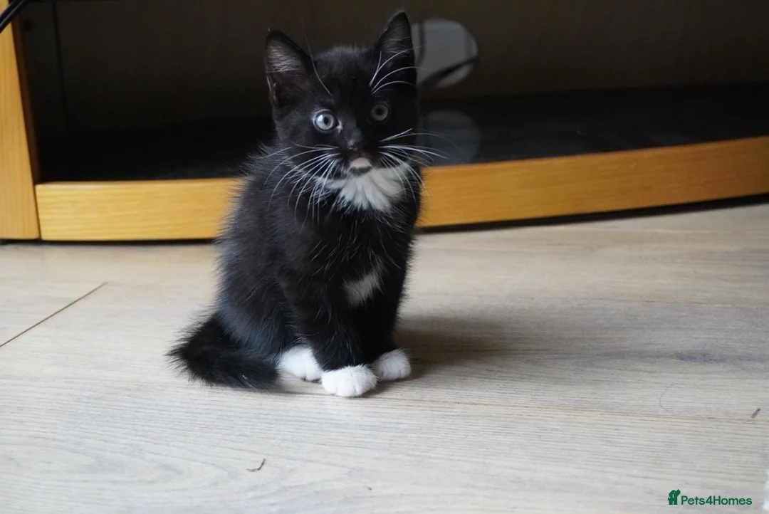 Mixed Breed cats for sale: Four adorable playful kittens for sale - Advert 2