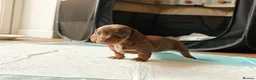 Miniature Dachshund dogs for sale: Miniature dachshund little girl brown and tan  - Advert 4