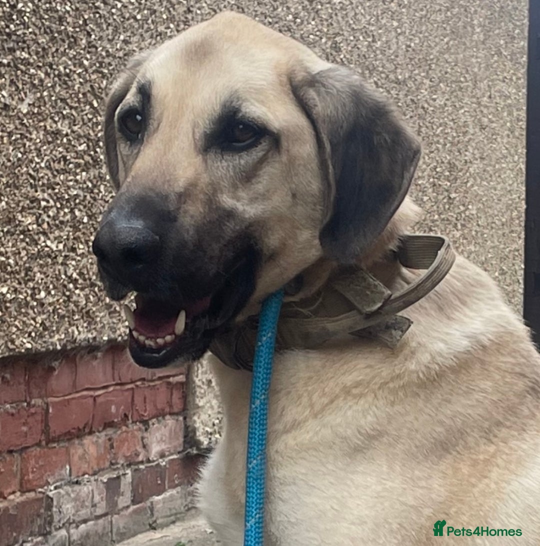 Mixed Breed dogs for sale: Kobe 3 year old mix breed - Advert 5