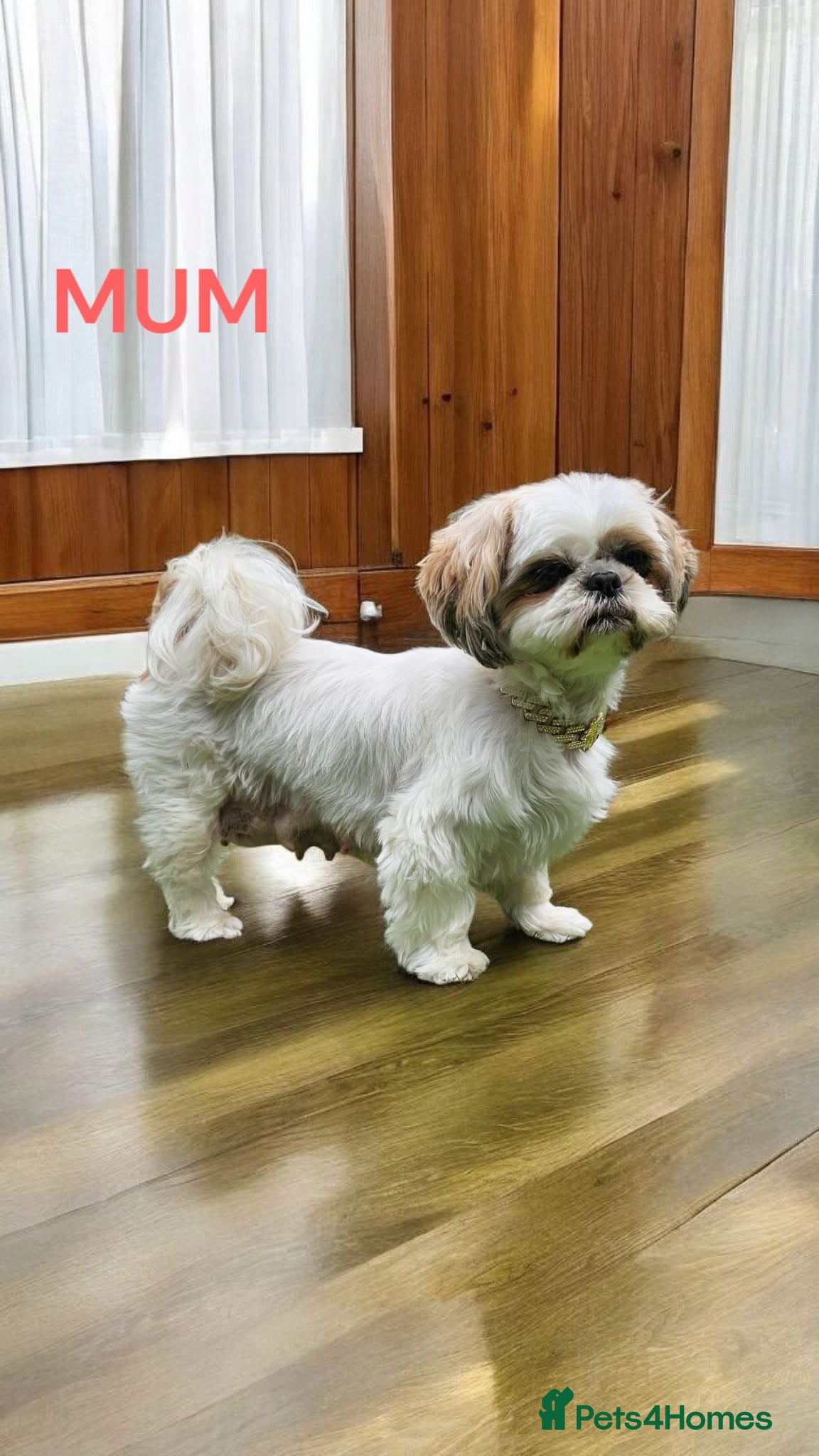 Shih Tzu dogs  💞 QUALITY STANDARD SHIH TZU 💕 - Advert 2