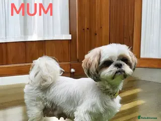 Shih Tzu dogs 💞 QUALITY STANDARD SHIH TZU 💕 - Advert 2