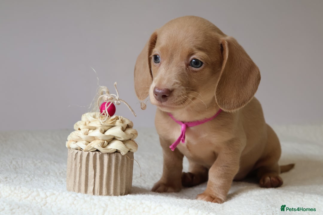 Miniature Dachshund dogs for sale: 🌟5StarsLicense+Holistic+KC+VetCheck+PRAClear - Image 14