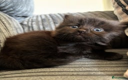 Siberian cats for sale: Fluffy black/brown Siberian mix - Image 4