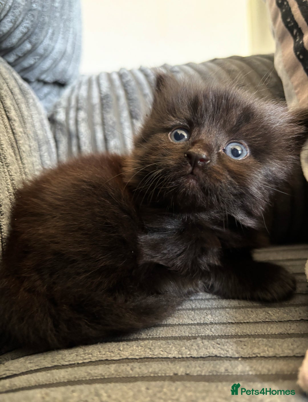 Siberian cats for sale: Fluffy black/brown Siberian mix - Image 4