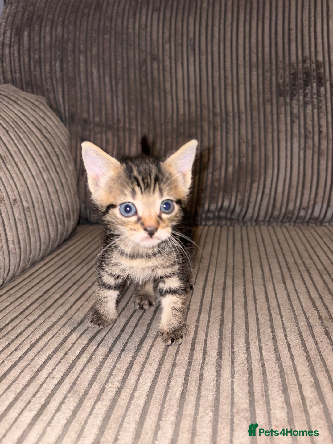 Domestic Shorthair cats for sale: 4 gorgeous Tabby kittens ready 26-1-26 - Advert 9
