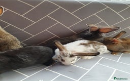 Mixed Breed rabbits for sale: Rabbits for sale  - Advert 7