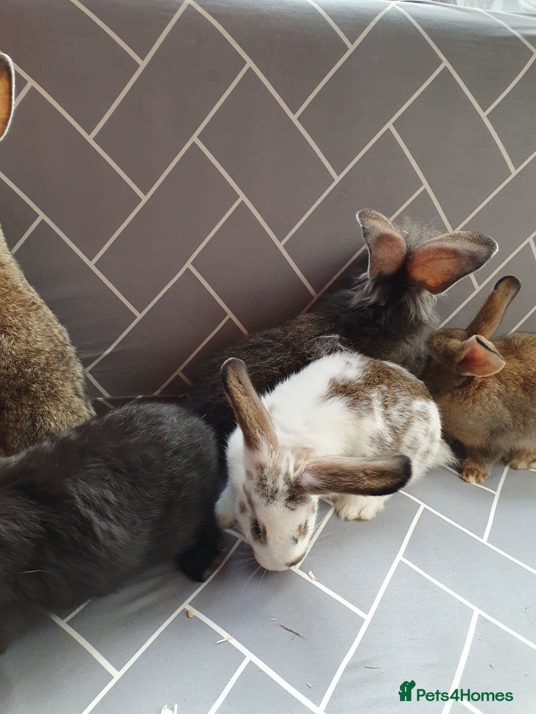 Mixed Breed rabbits for sale: Rabbits for sale  - Advert 7