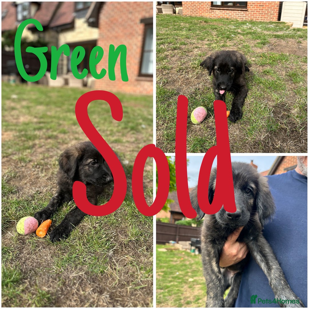 Mixed Breed dogs for sale: Reduced!! Ready now!  Golden Shepherd Pups - Image 11