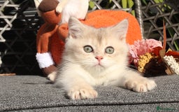 British Shorthair cats for sale: Gorgeous Golden & Blue Golden. Ready now! - Image 6