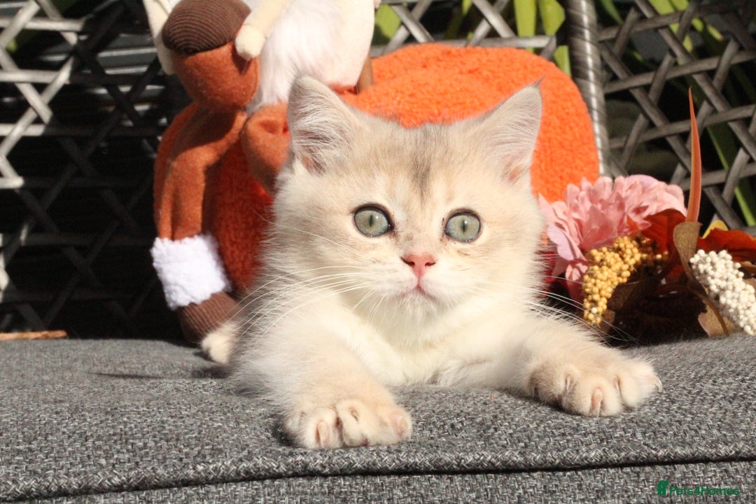 British Shorthair cats for sale: Gorgeous Golden & Blue Golden. Ready now! - Image 6