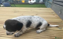 Mixed Breed dogs for sale: Stunning jackapoo x cocapoo puppies - Image 11