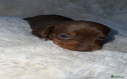 Miniature Dachshund dogs for sale: Blue eyed miniature dachshund puppies - Image 8