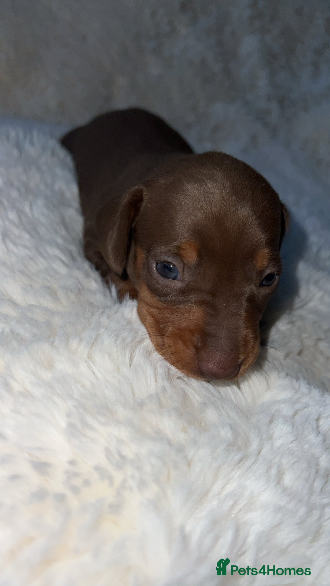 Miniature Dachshund dogs for sale: Blue eyed miniature dachshund puppies - Image 8