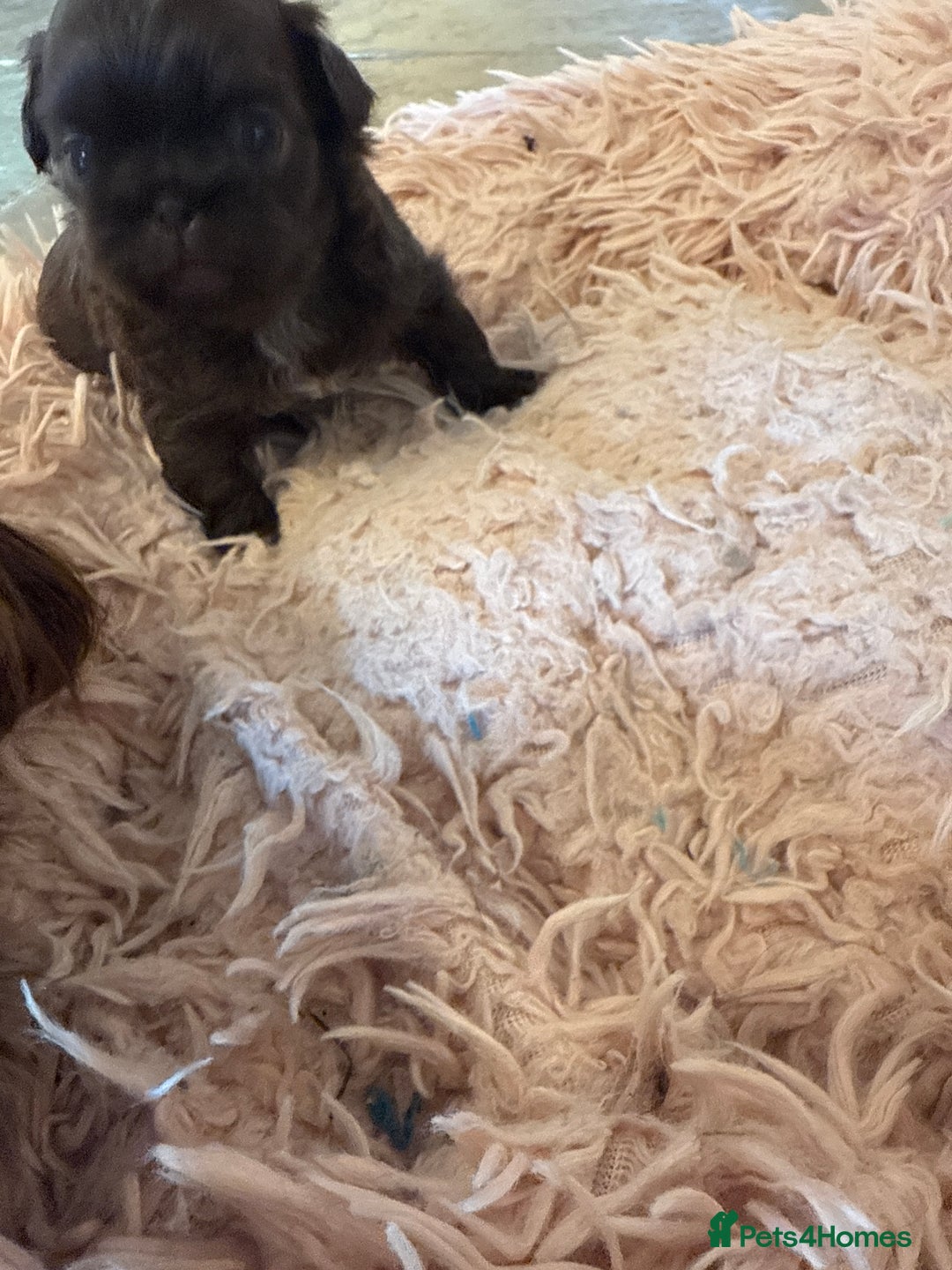 Shih Tzu dogs for sale: IMPERIAL CHOCOLATE SHIHTZU. - Advert 10