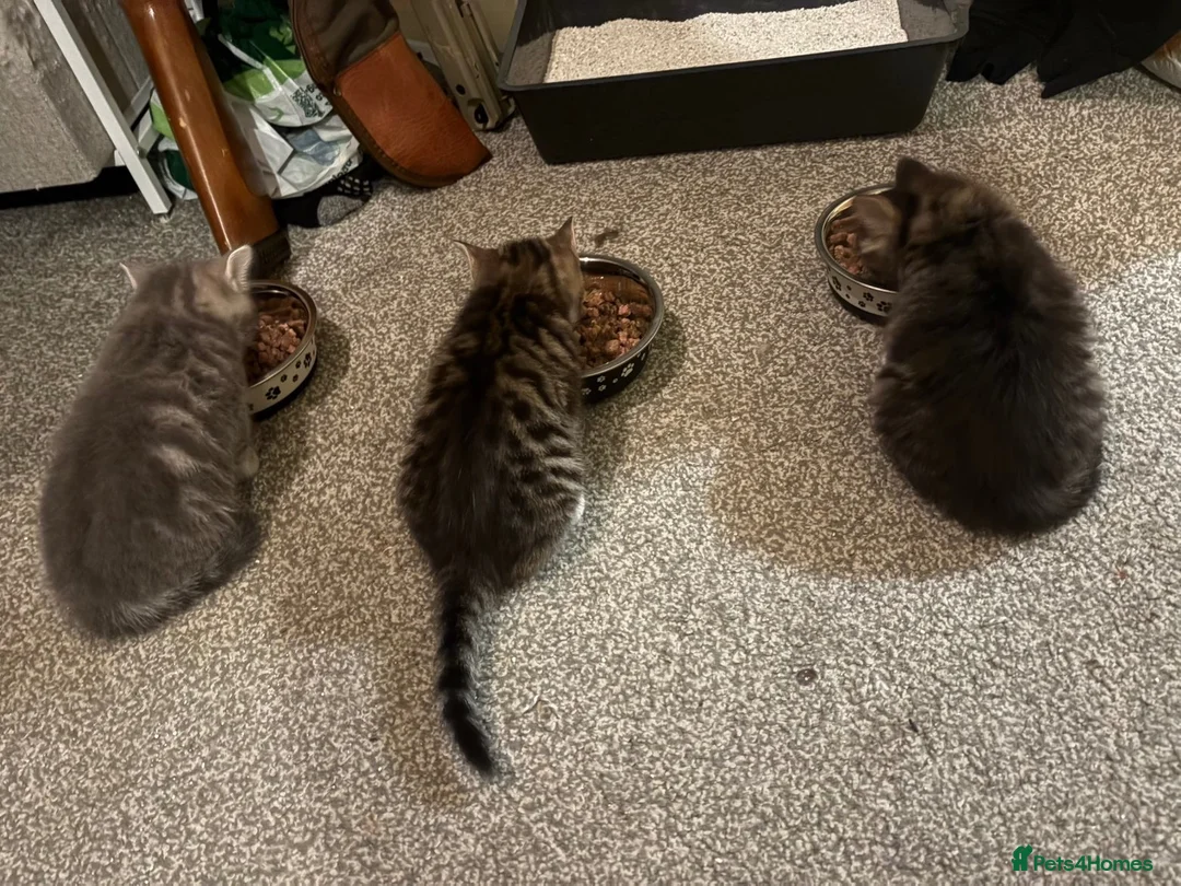 Mixed Breed cats for sale: 3 gorgeous kittens ready for their forever homes  in Hatfield - Advert 2