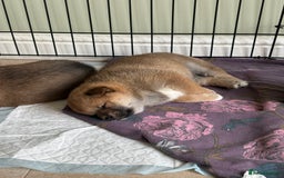 Japanese Shiba Inu dogs for sale: KC Registered Japanese Shiba-Inus  - Image 29