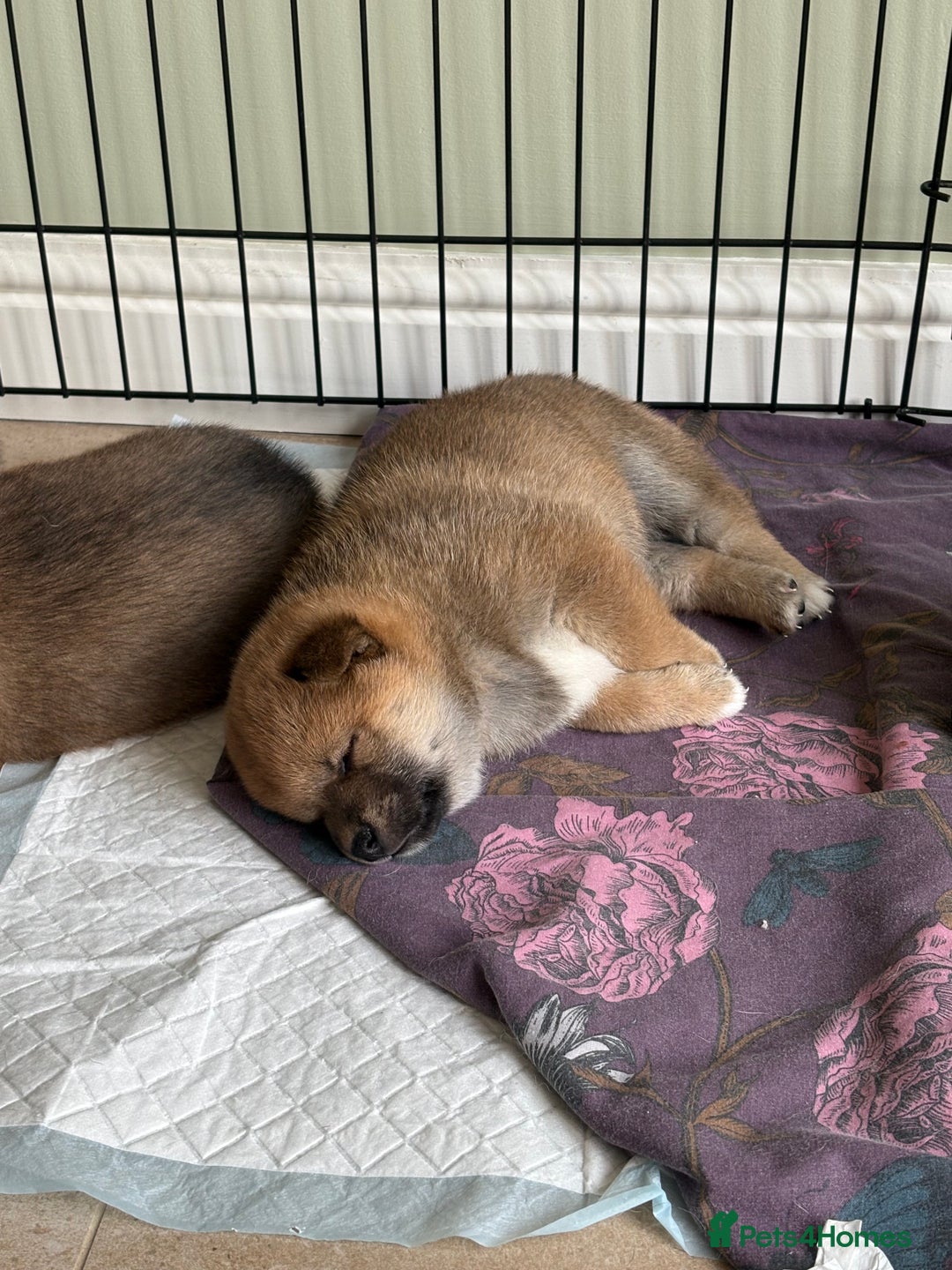 Japanese Shiba Inu dogs for sale: KC Registered Japanese Shiba-Inus  - Image 29