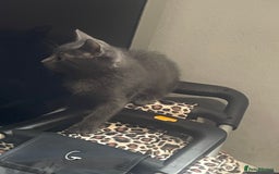 British Shorthair cats for sale: Kittens ready to go  - Image 2