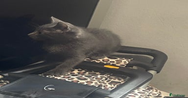 British Shorthair cats - Advert 6