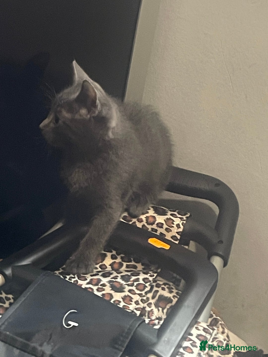 British Shorthair cats for sale: Kittens ready to go  - Image 2