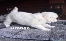 Samoyed dogs for sale: Samoyed Puppies — Ready to Reserve Now! - Image 17