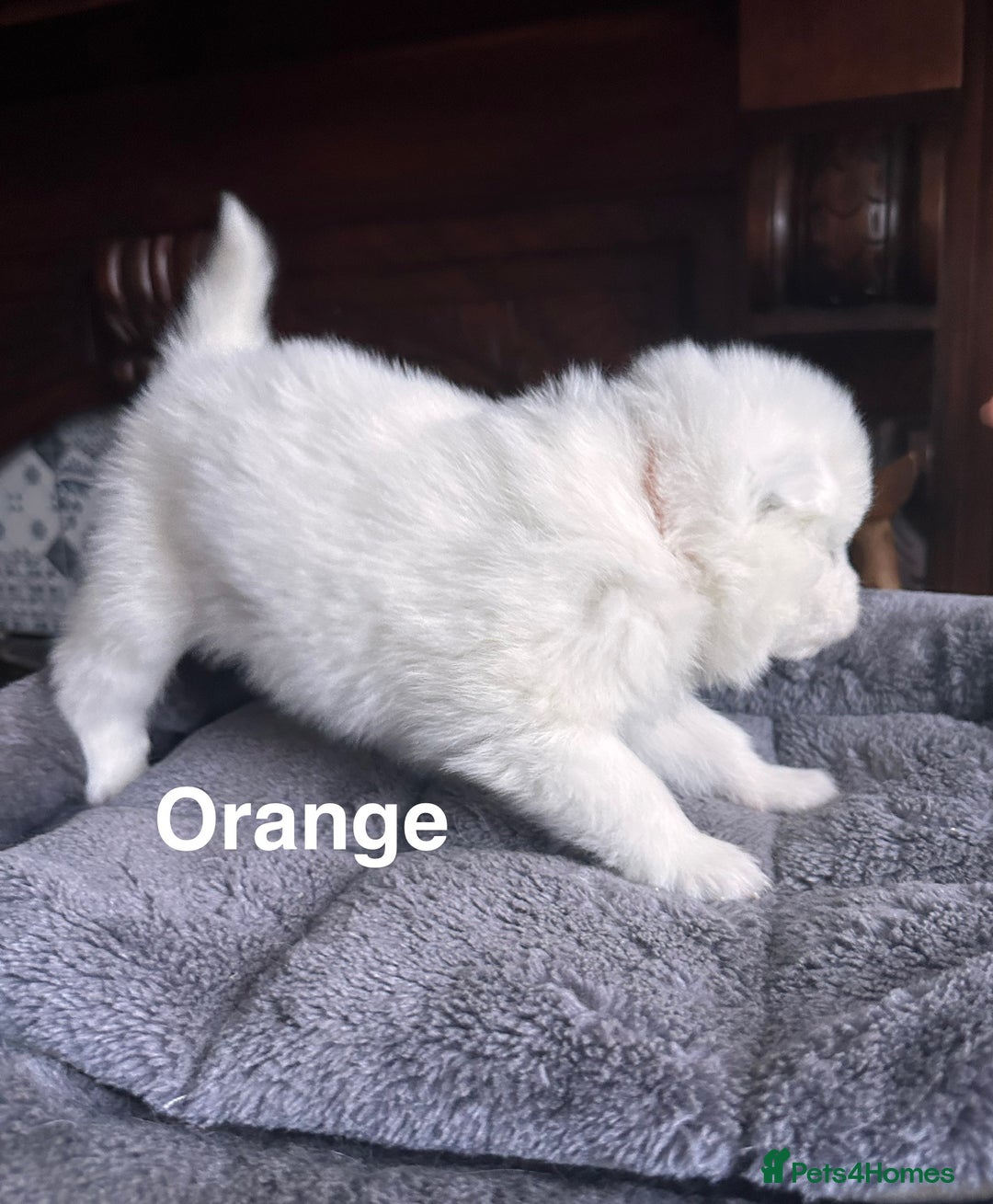 Samoyed dogs for sale: Samoyed Puppies — Ready to Reserve Now! - Image 17