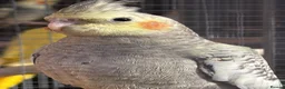 Cockatiels birds for sale: Handreared and parent reared Cockatiels for Sale - Advert 1