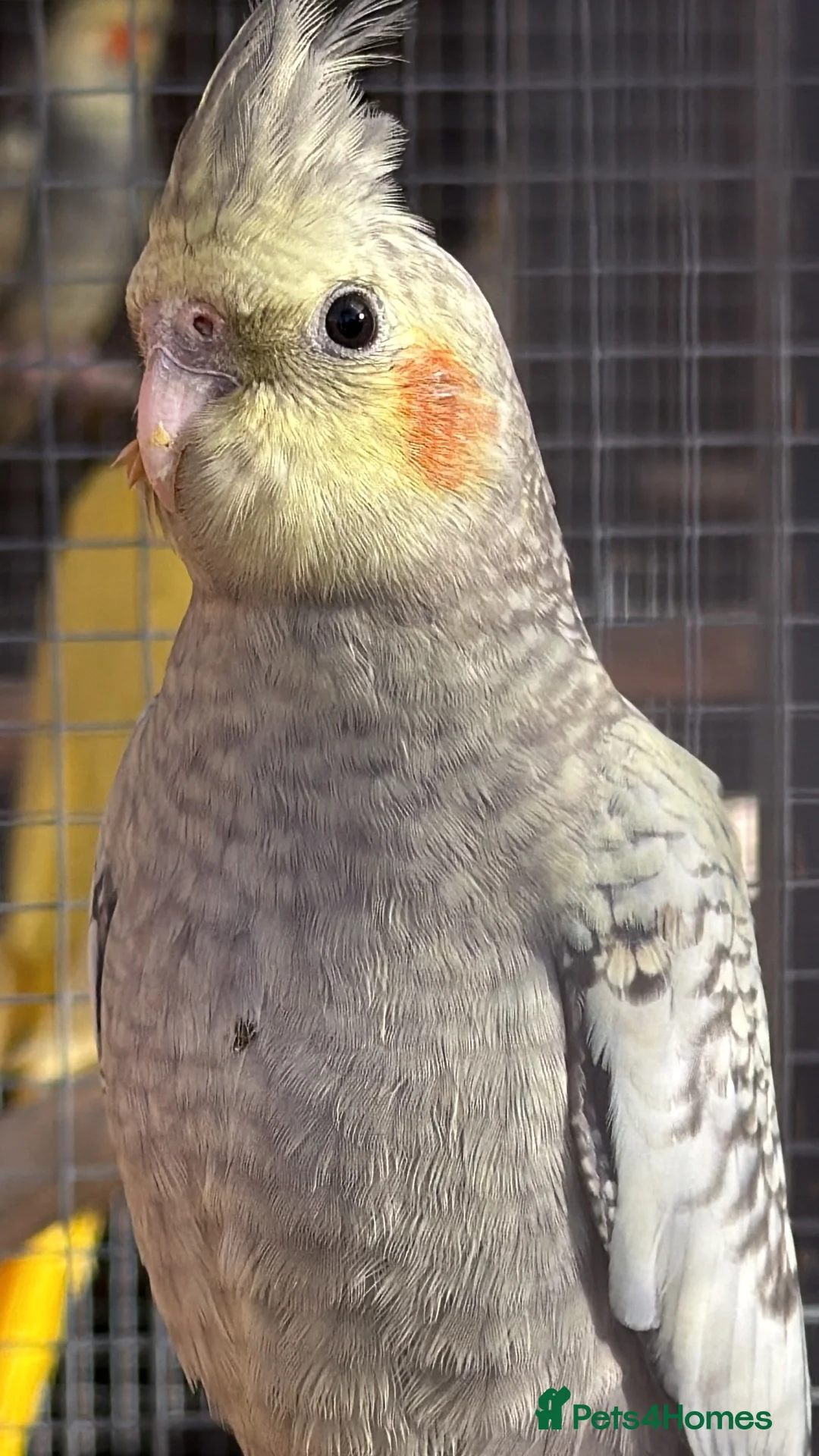 Cockatiels birds for sale: Handreared and parent reared Cockatiels for Sale - Advert 1