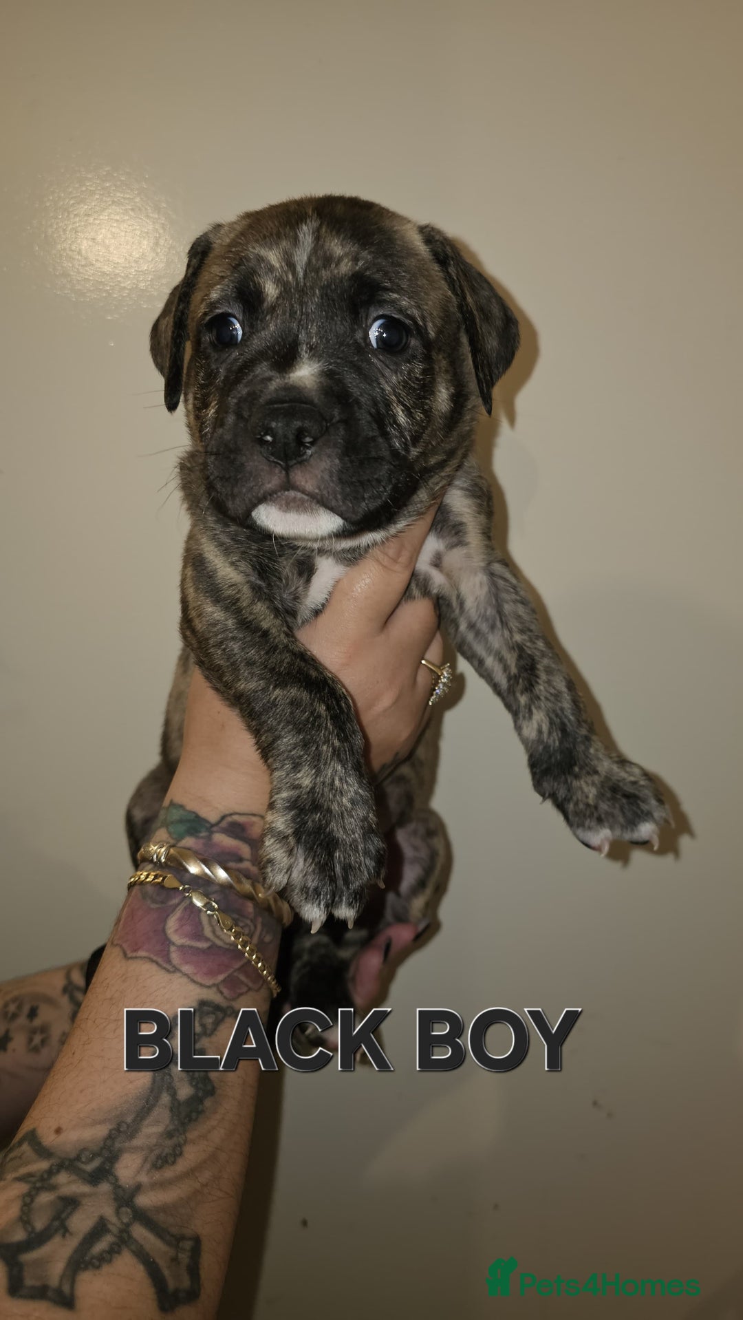 Bullmastiff dogs for sale: 11 Bullmastiff puppies for sale - Advert 13