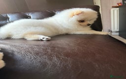 Pomeranian dogs for sale: 🐾✨ Rare White Extra Tiny Size Pomeranian Puppies  - Image 5