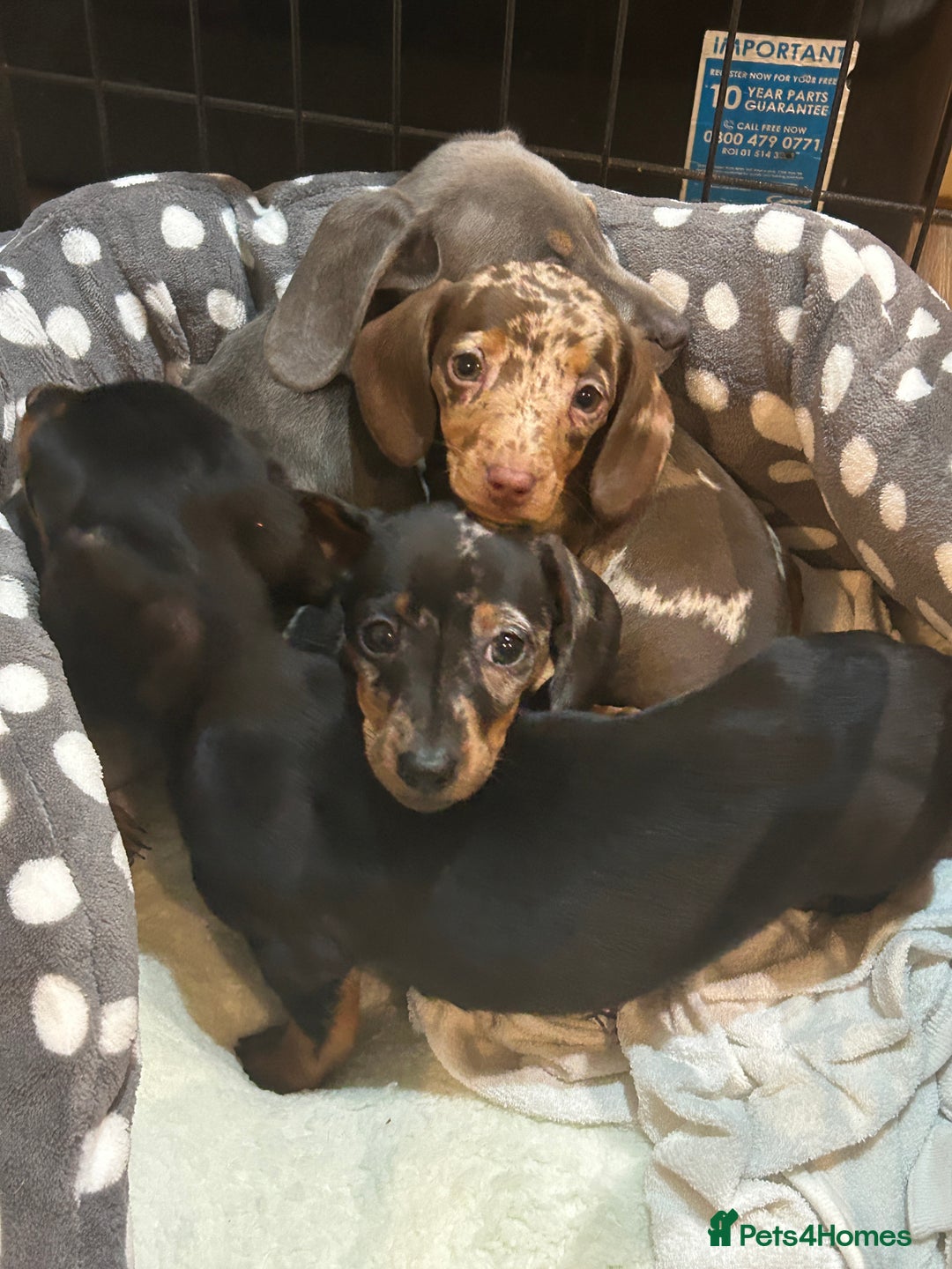Miniature Dachshund dogs for stud: ⭐️ TRIGGER⭐️ smooth hair Isabella & Tan STUD in Mexborough - Advert 10