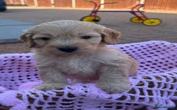 Cockapoo dogs for sale: F1 cockapoo puppies 5 boys  - Image 2