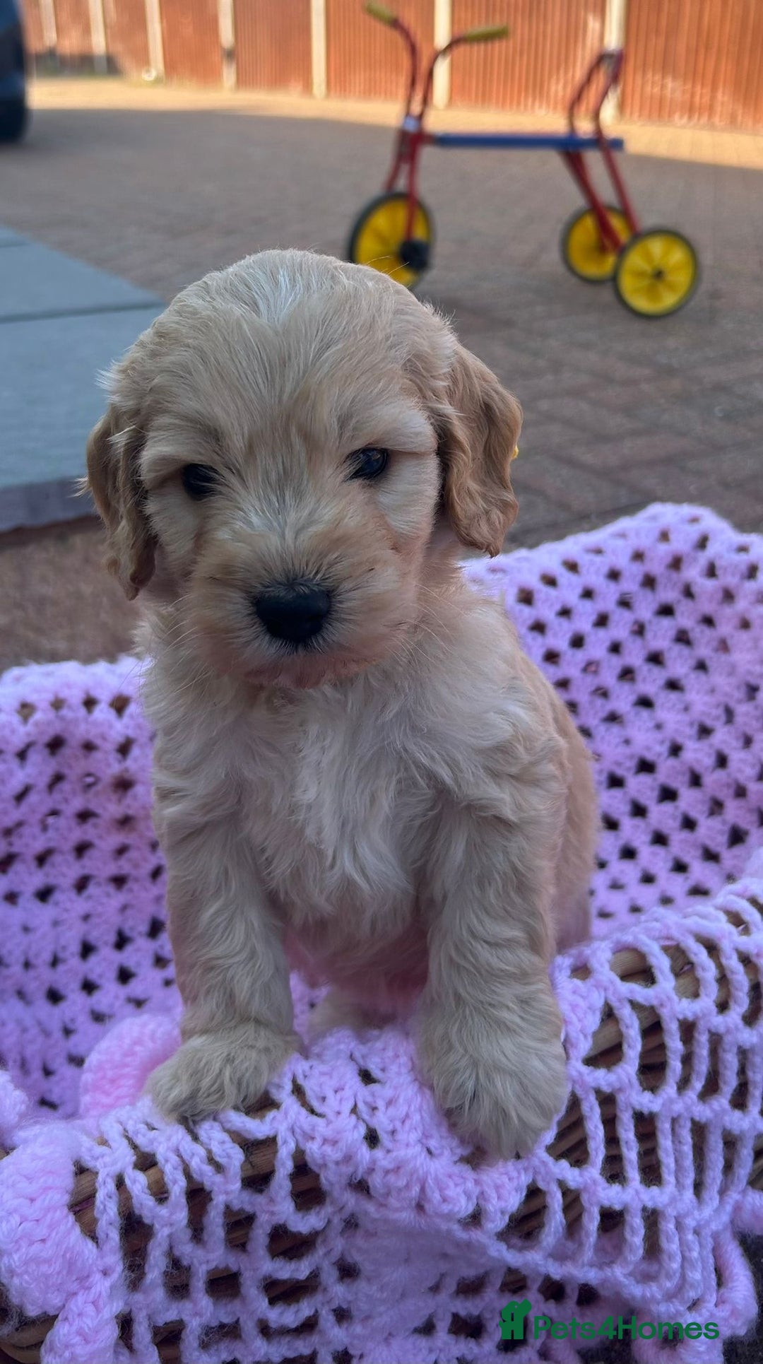 Cockapoo dogs for sale: F1 cockapoo puppies 5 boys  - Image 2