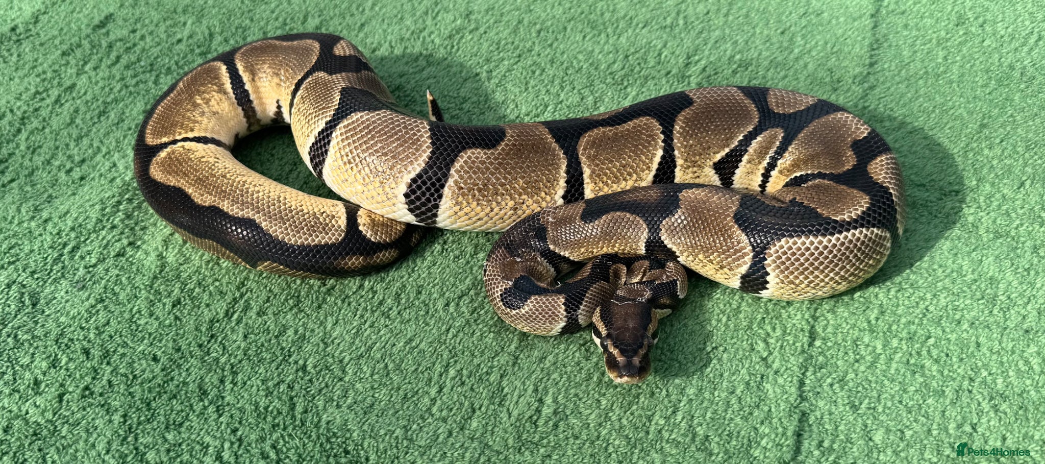 Python Snake reptiles Super Orange Dream - Advert 4
