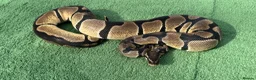 Python Snake reptiles for sale: Super Orange Dream - Advert 1
