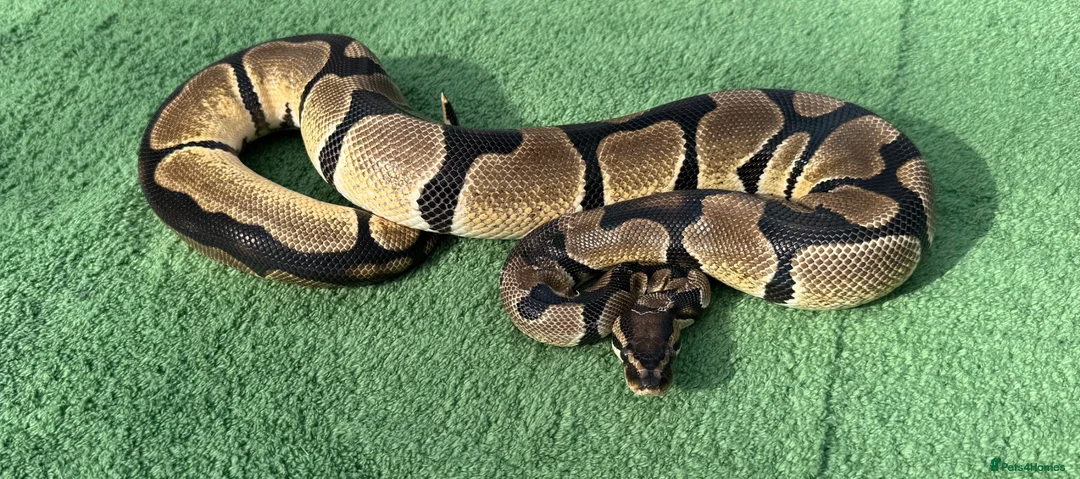 Python Snake reptiles for sale: Super Orange Dream - Advert 1