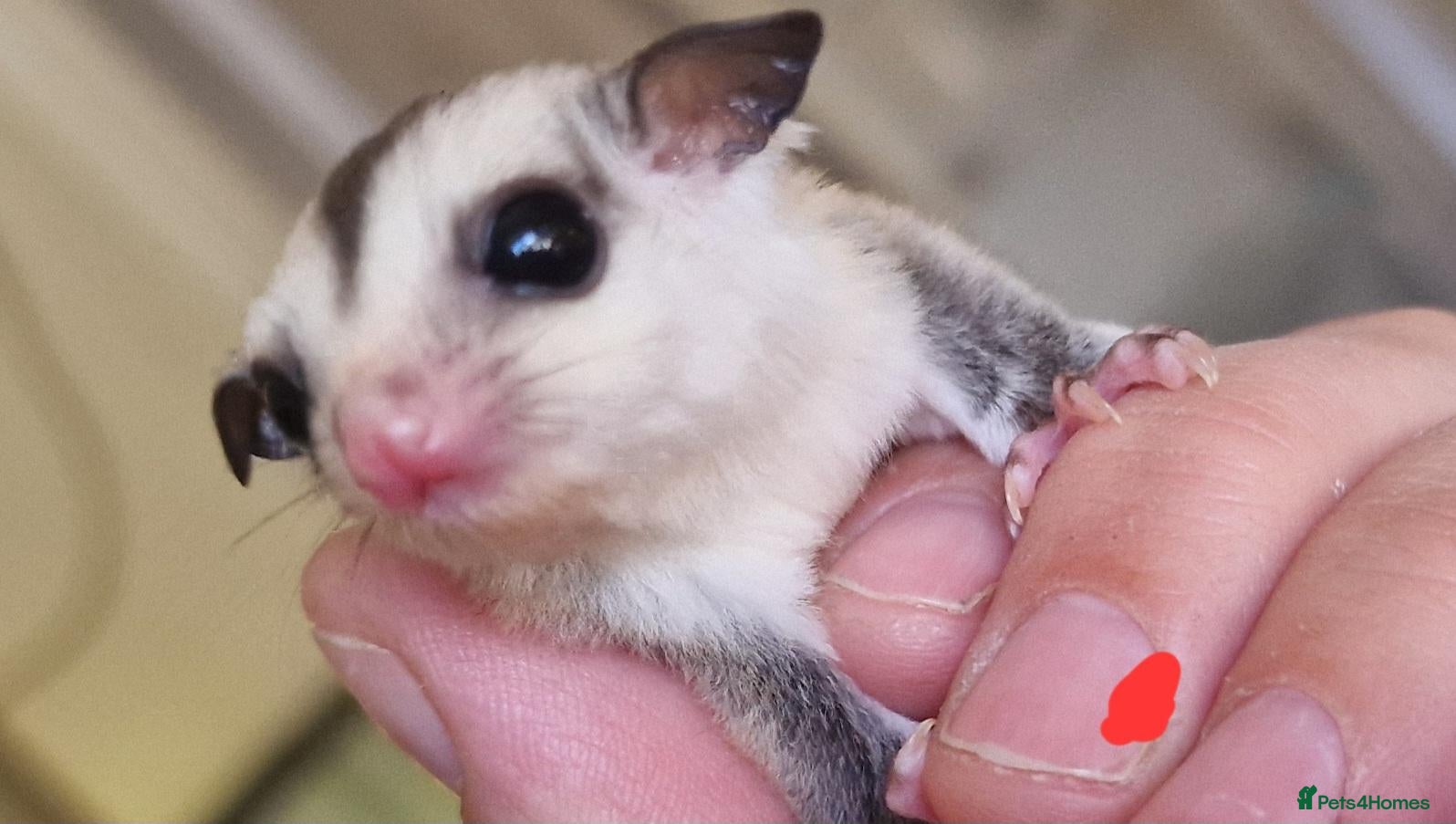 Sugar Glider rodents for sale: Baby sugar gliders  - Advert 1