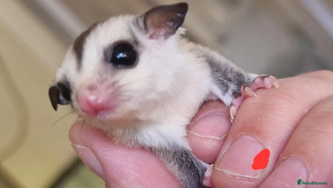 Sugar Glider rodents for sale: Baby sugar gliders  - Advert 1