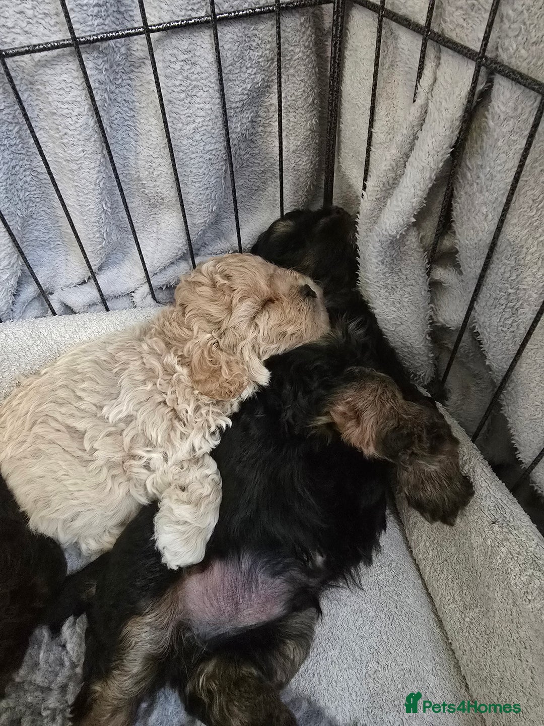 Shihpoo dogs for sale: 🐾 Adorable Shihpoo Puppies 🐾 - Image 15