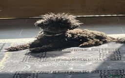 Jackapoo dogs for sale: Beautiful jackapoo’s  - Image 19