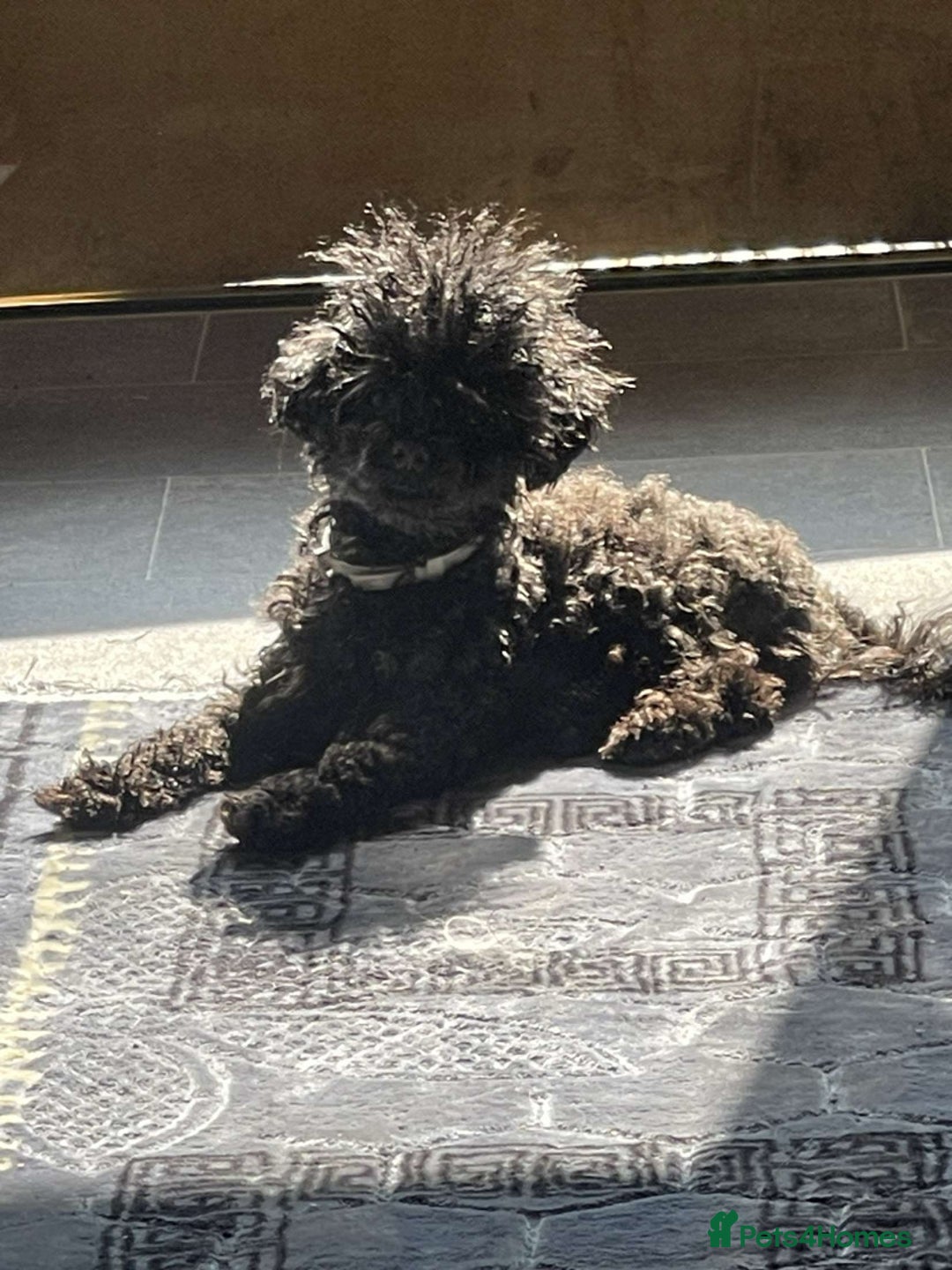 Jackapoo dogs for sale: Beautiful jackapoo’s  - Image 19