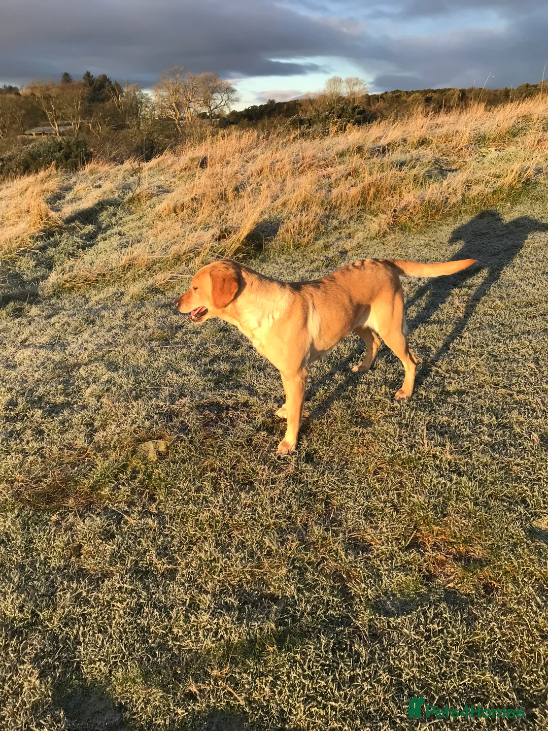 Labrador Retriever dogs for sale: Beautiful 8 year old KC Labrador - Advert 3