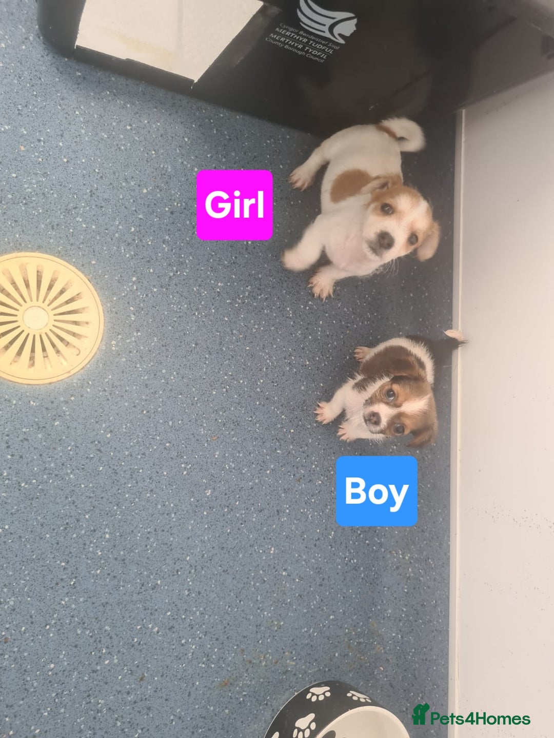 Jack Russell dogs for sale: Jack Russell Puppies | Rough coated | 2 Pups left - Image 6