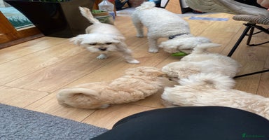 Maltipoo dogs - Advert 6