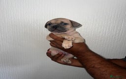 Mixed Breed dogs for sale: French bulldog X English bulldog cross breed  - Image 2